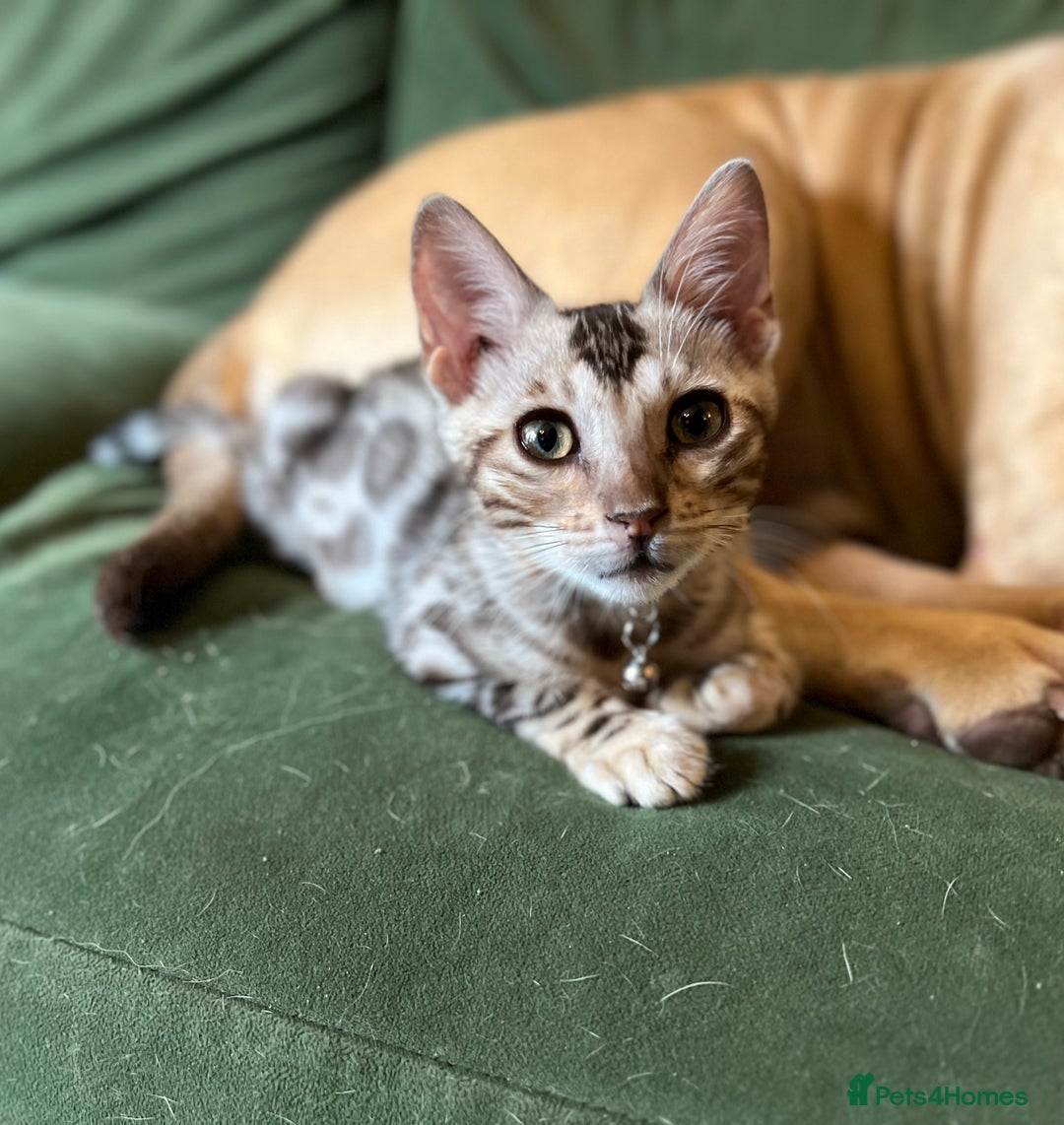 Bengal cats for sale: Beautiful Bengal Kittens Ready for Forever Homes - Image 11