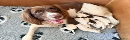 English Springer Spaniel dogs for sale: English Springer Spaniel - Advert 1