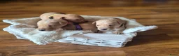 Labrador Retriever dogs for sale: Fox Red Labrador puppies  - Advert 17