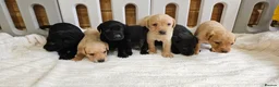 Labrador Retriever dogs for sale: 7 BEAUTIFUL KCREG LABRADORS. HEALTH TESTED PARENTS - Advert 6