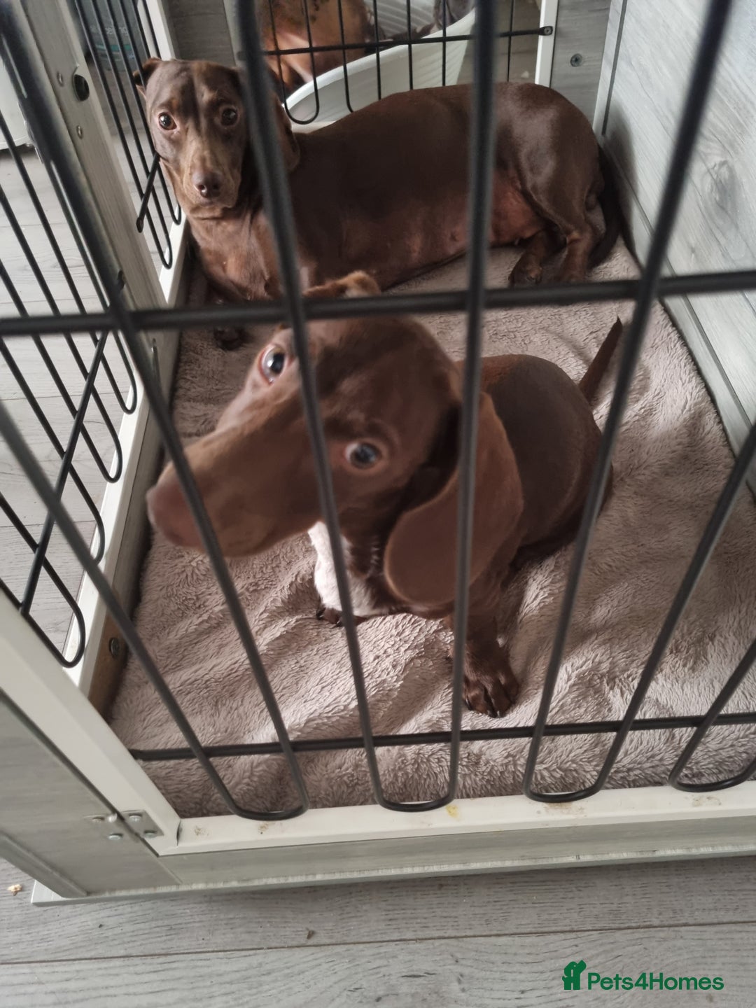 Dachshund dogs for sale: Male dashound  - Image 2