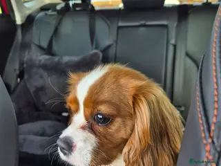 Cavalier King Charles Spaniel dogs 7 months old king charles cavalier - Advert 3