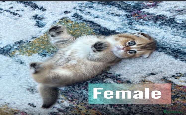 Scottish Fold cats - Advert 5