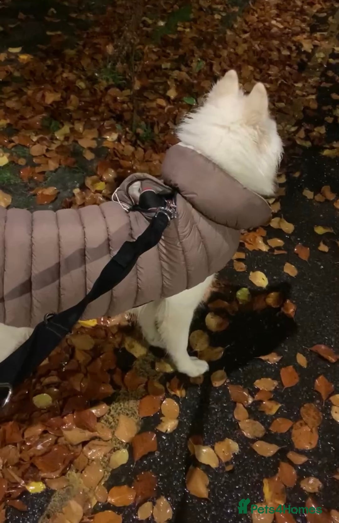 Samoyed dogs for sale: 1 Year old Samoyed Female Dog - Available now! - Advert 11