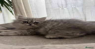 Persian cats - Advert 8