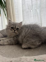 Persian cats - Advert 11