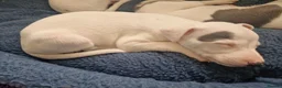 Whippet dogs for sale: Heart and DNA tested Blue Parti Whippet Puppies. - Advert 4