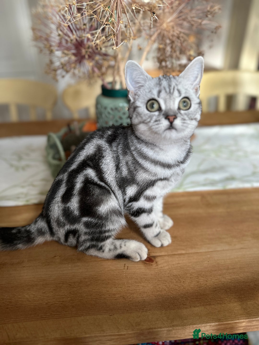 British Shorthair cats for sale: Silver Tabby BSH GCCF registered Kittens - Image 3