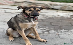 Mixed Breed dogs for adoption: MOCHI – a Superb young Girl for a Loving Home - Advert 24