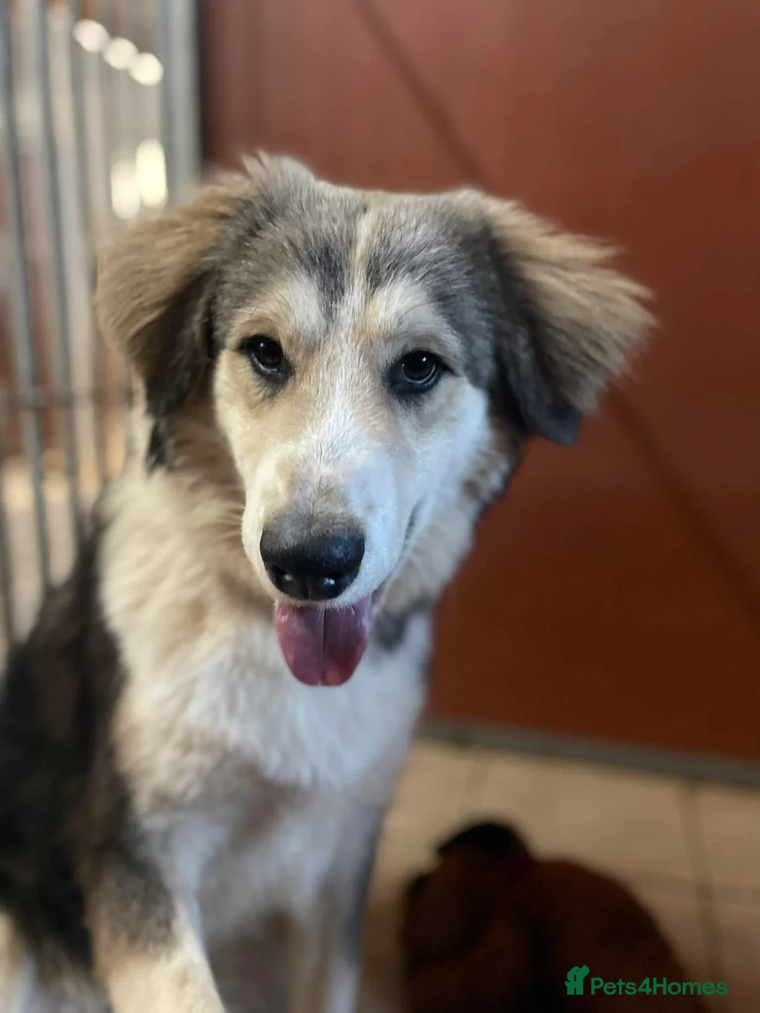 Mixed Breed dogs for adoption: Meet Bolt, currently residing in Cheshire  - Advert 1