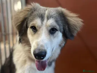 Mixed Breed dogs Meet Bolt, currently residing in Cheshire - Advert 10