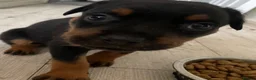 Rottweiler dogs for sale: Rottweiler Puppies - Advert 37