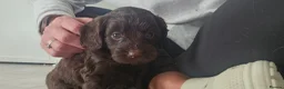 Cockapoo dogs for sale: Beautiful Litter of Stunning Cockerpoo Puppies - Advert 4