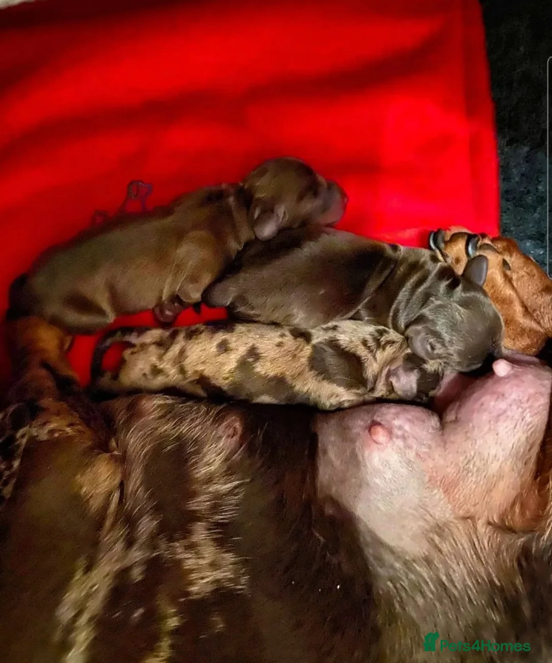 Miniature Dachshund dogs for stud: ** ROGUEROYALES STUD DASH ** PRA Clear in Wolverhampton - Advert 12