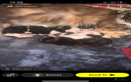 Mixed Breed cats for sale: Three long haired kittens for sale  - Image 5