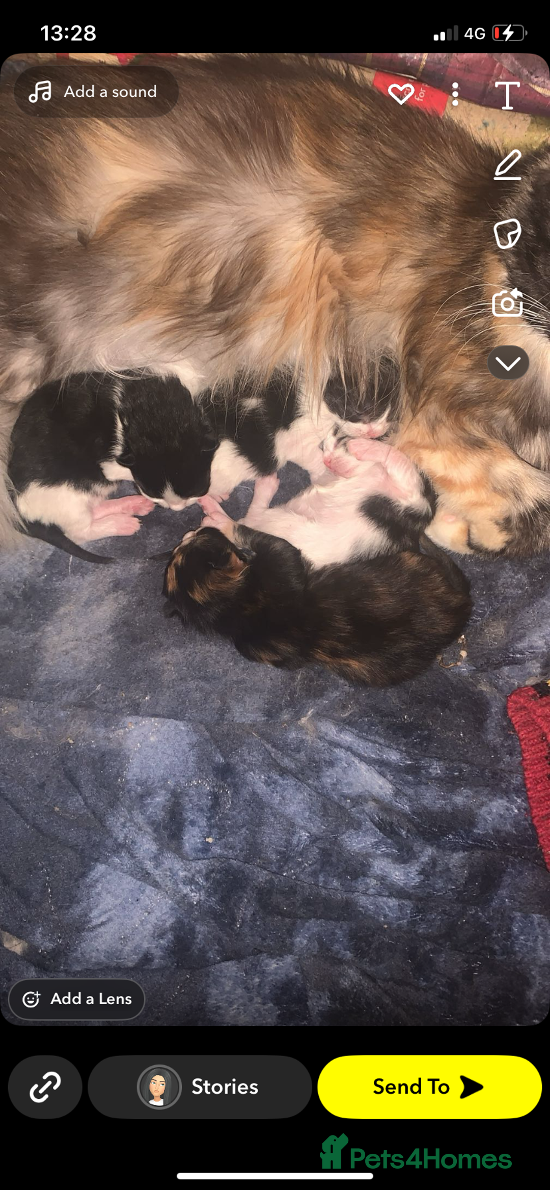 Mixed Breed cats for sale: Three long haired kittens for sale  - Image 5