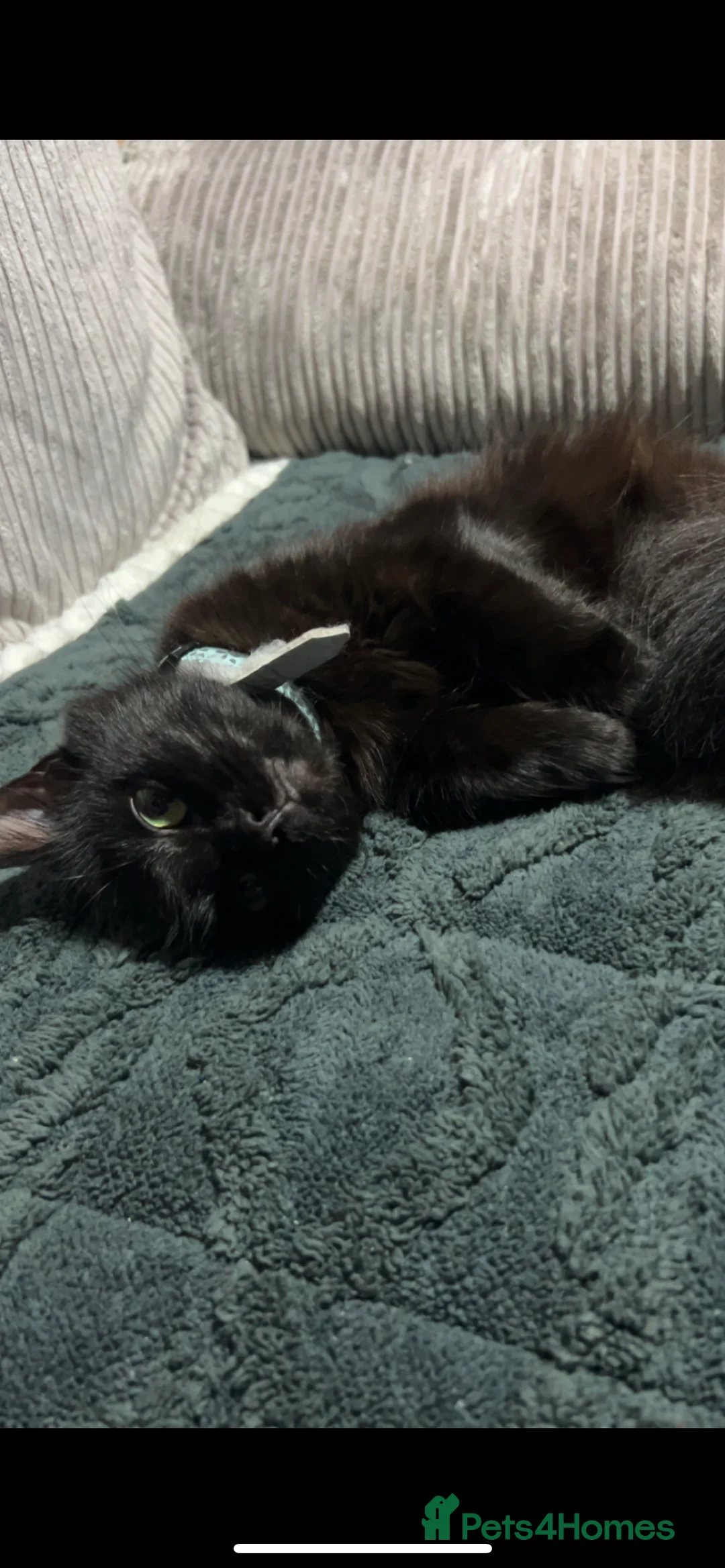 Mixed Breed cats for sale: Beautiful black fluffy cat  - Advert 2