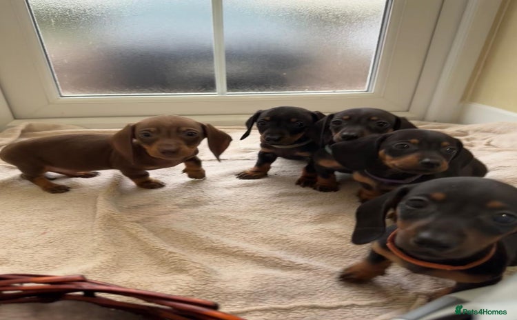 Dachshund dogs - Advert 2