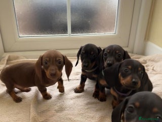 Dachshund dogs - Advert 16