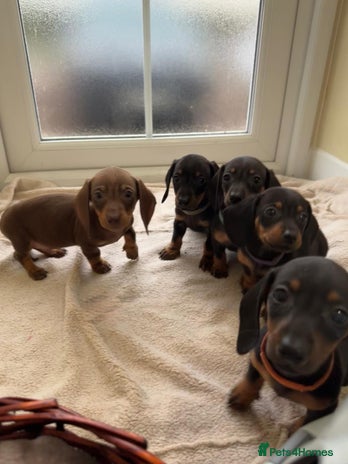 Dachshund dogs - Advert 2