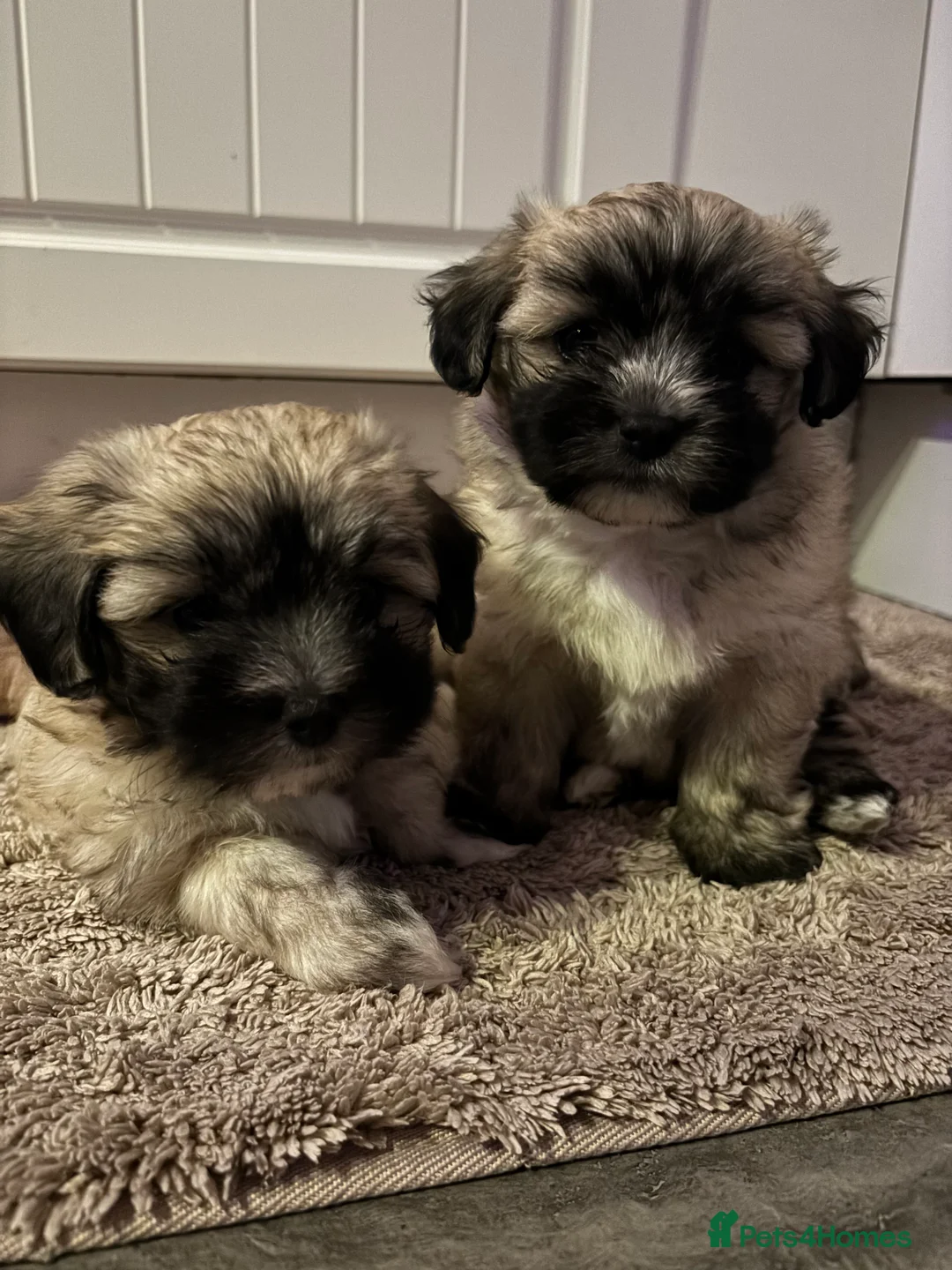 Maltipoo dogs for sale: Maltipoo - Advert 23