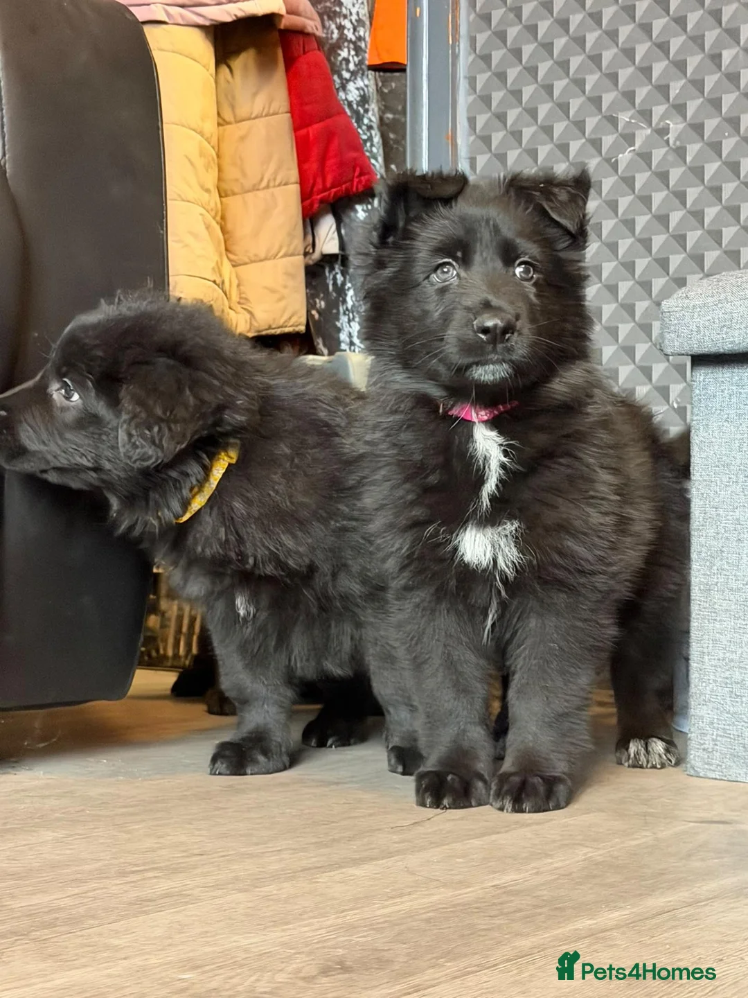German Shepherd dogs for sale: Stunning German shepherd pups in Chorley - Advert 1