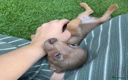 Jack Russell dogs for sale: Miniature Jack Russell puppies Ready to leave in Gillingham - Image 26