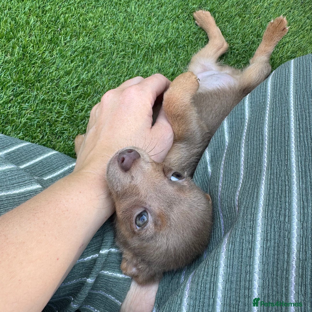 Jack Russell dogs for sale: Miniature Jack Russell puppies Ready to leave in Gillingham - Image 26