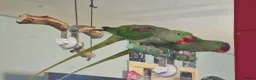 Ringnecks birds for sale: 2 birds for rehoming  in Lochgelly - Advert 2