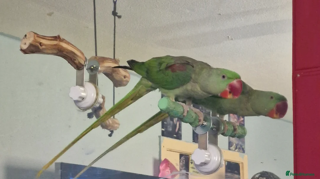 Ringnecks birds for sale: 2 birds for rehoming  in Lochgelly - Advert 2