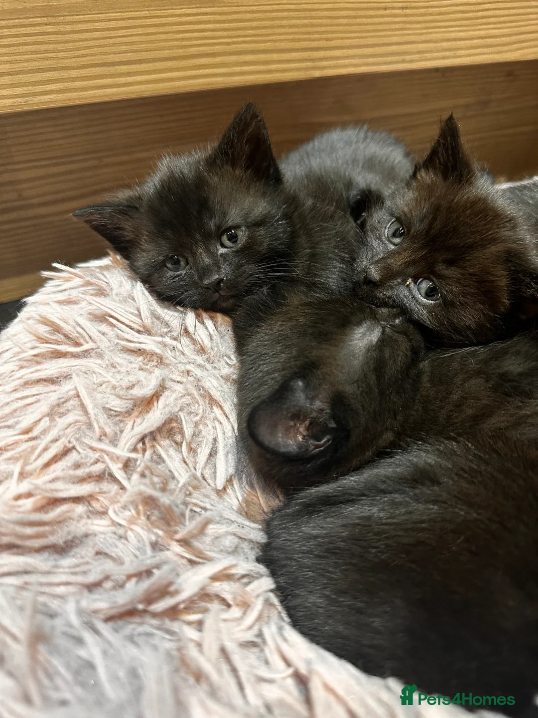 British Shorthair cats for sale: 5 gorgeous black kittens  - Advert 2