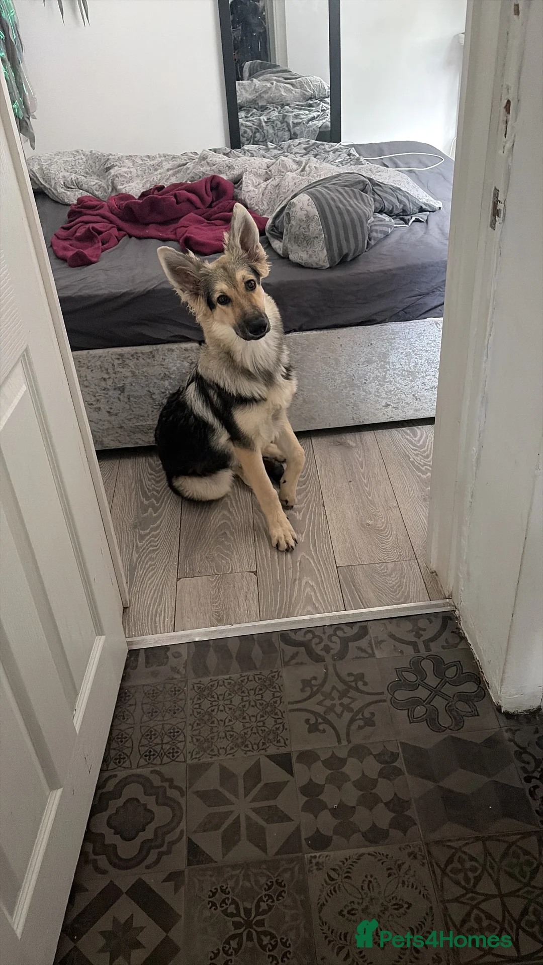 German Shepherd dogs for sale: 5 month old Trixie  - Advert 3