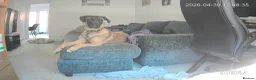 Mixed Breed dogs for sale: Heartbreaking need to rehome beloved dog - Advert 6