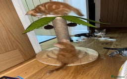 Maine Coon cats for sale: Maine Coon x Domestic Shorthair  - Image 15