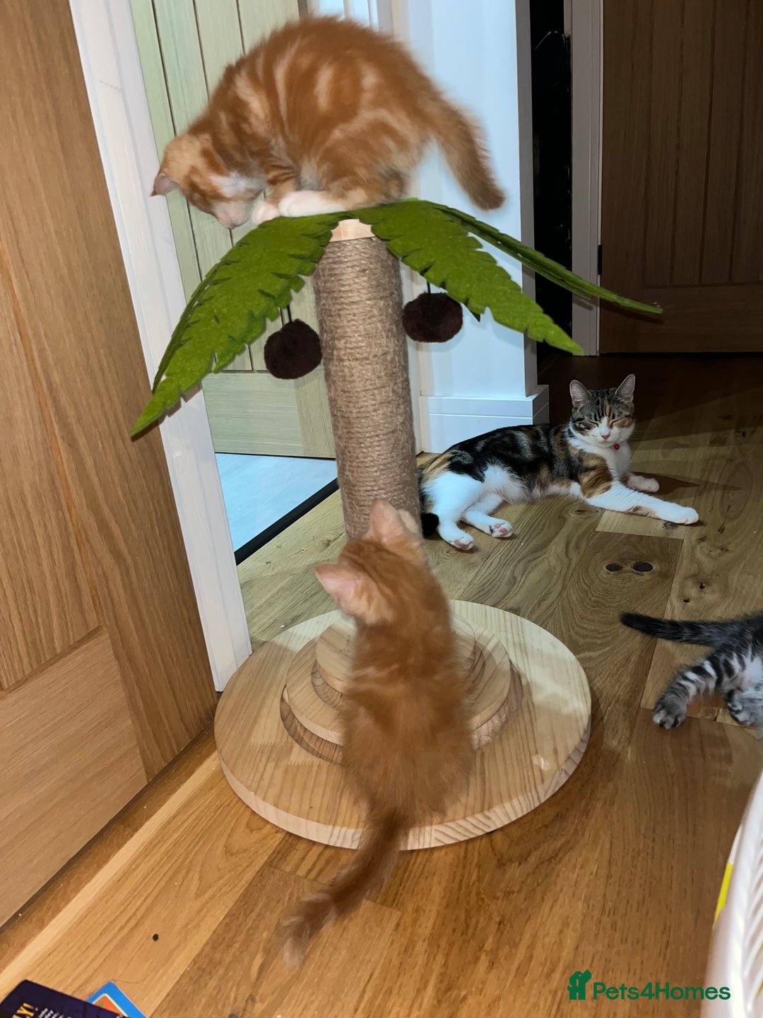 Maine Coon cats for sale: Maine Coon x Domestic Shorthair  - Image 15