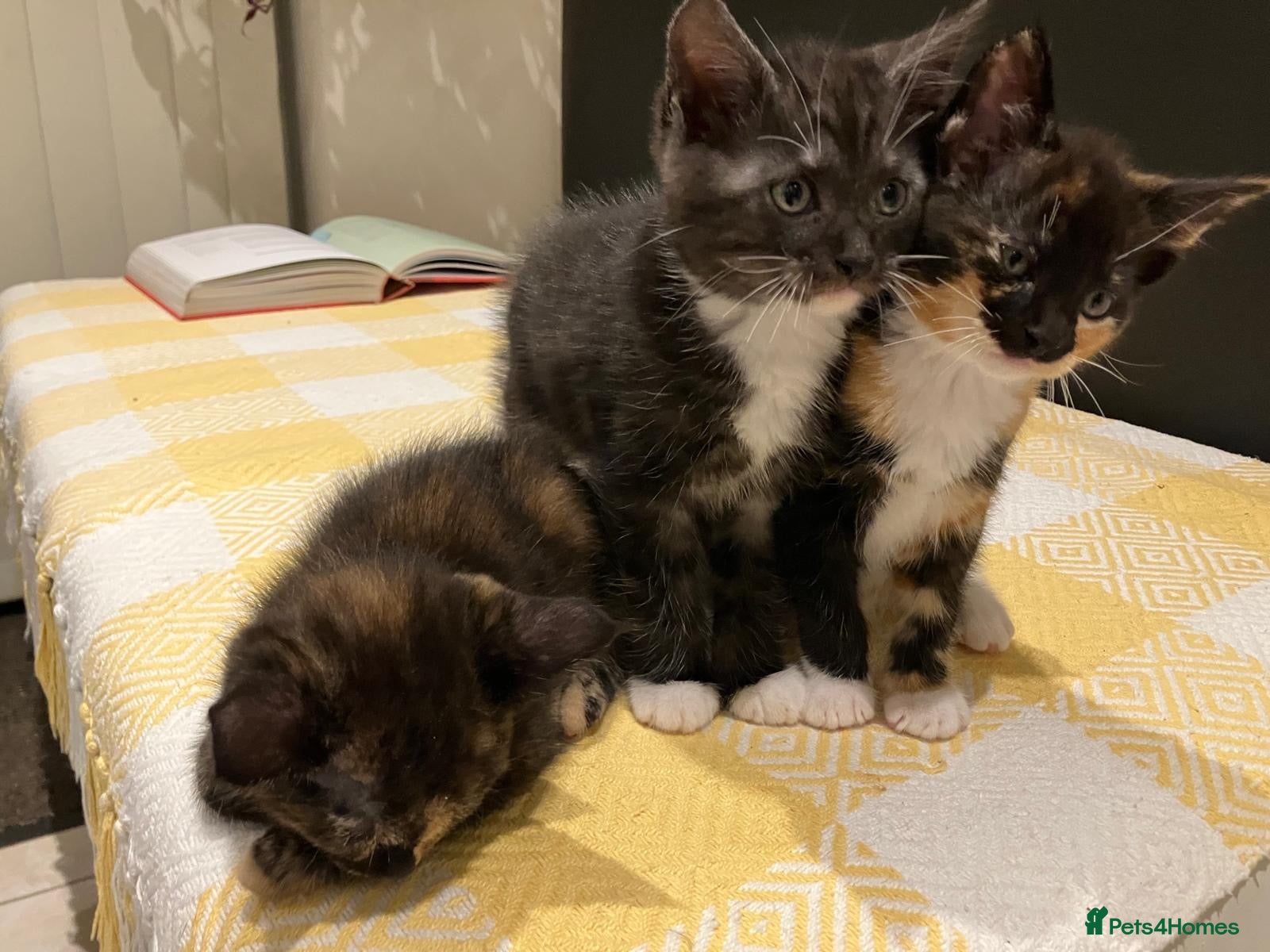 Mixed Breed cats Half maine coon kittens looking for a loving home - Advert 11