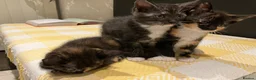Mixed Breed cats for sale: Half maine coon kittens looking for a loving home - Advert 1