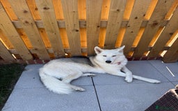 Shepsky dogs for sale: Lola - our Beautiful Husky x German Shepherd - Image 1