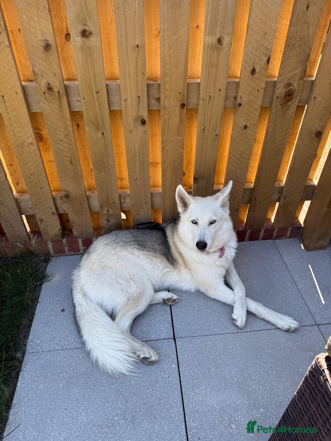 Shepsky dogs for sale: Lola - our Beautiful Husky x German Shepherd - Image 1