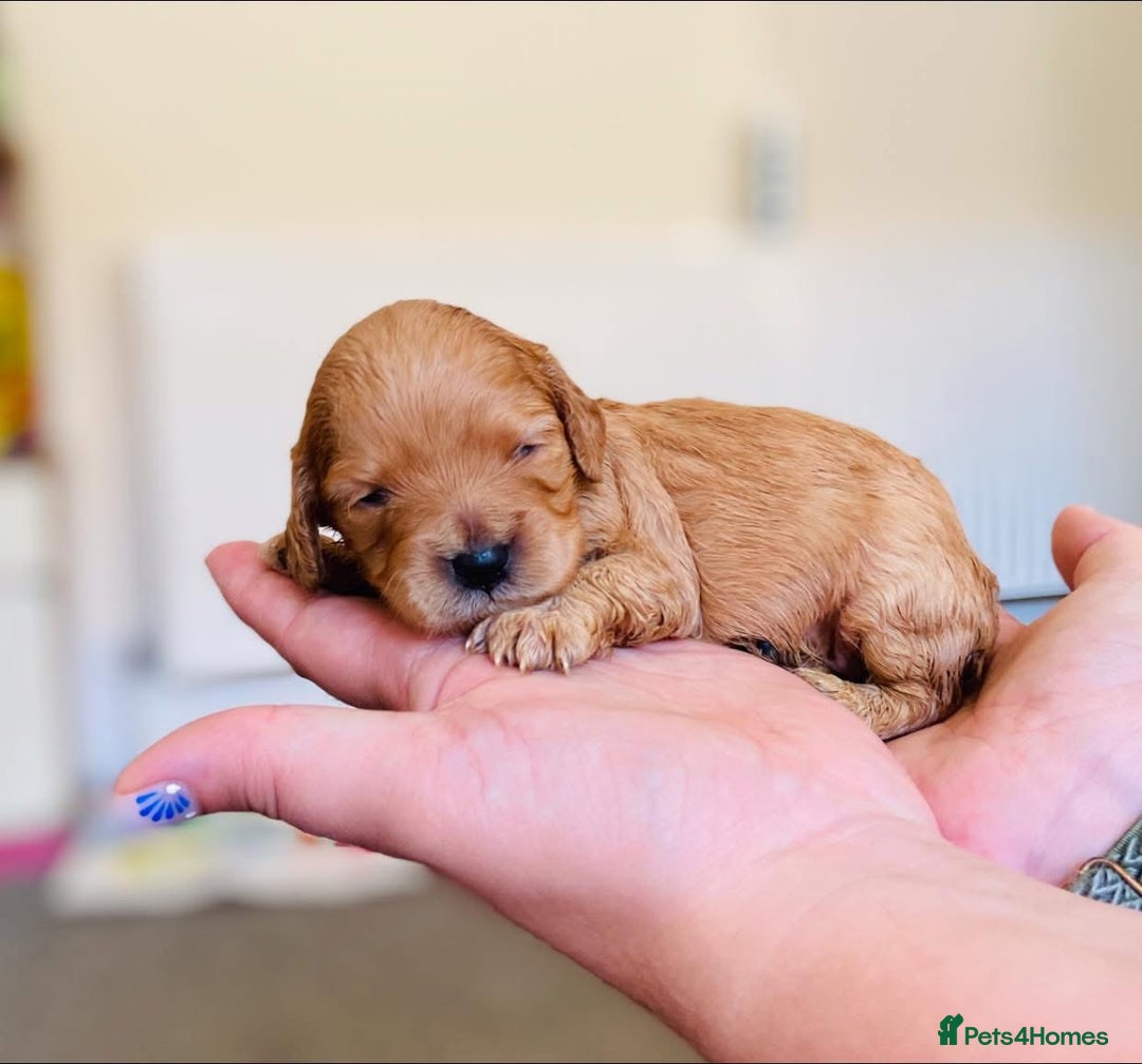 Cavapoo dogs for sale: Health Tested F1 TOY Cavapoo Puppies  - Advert 12