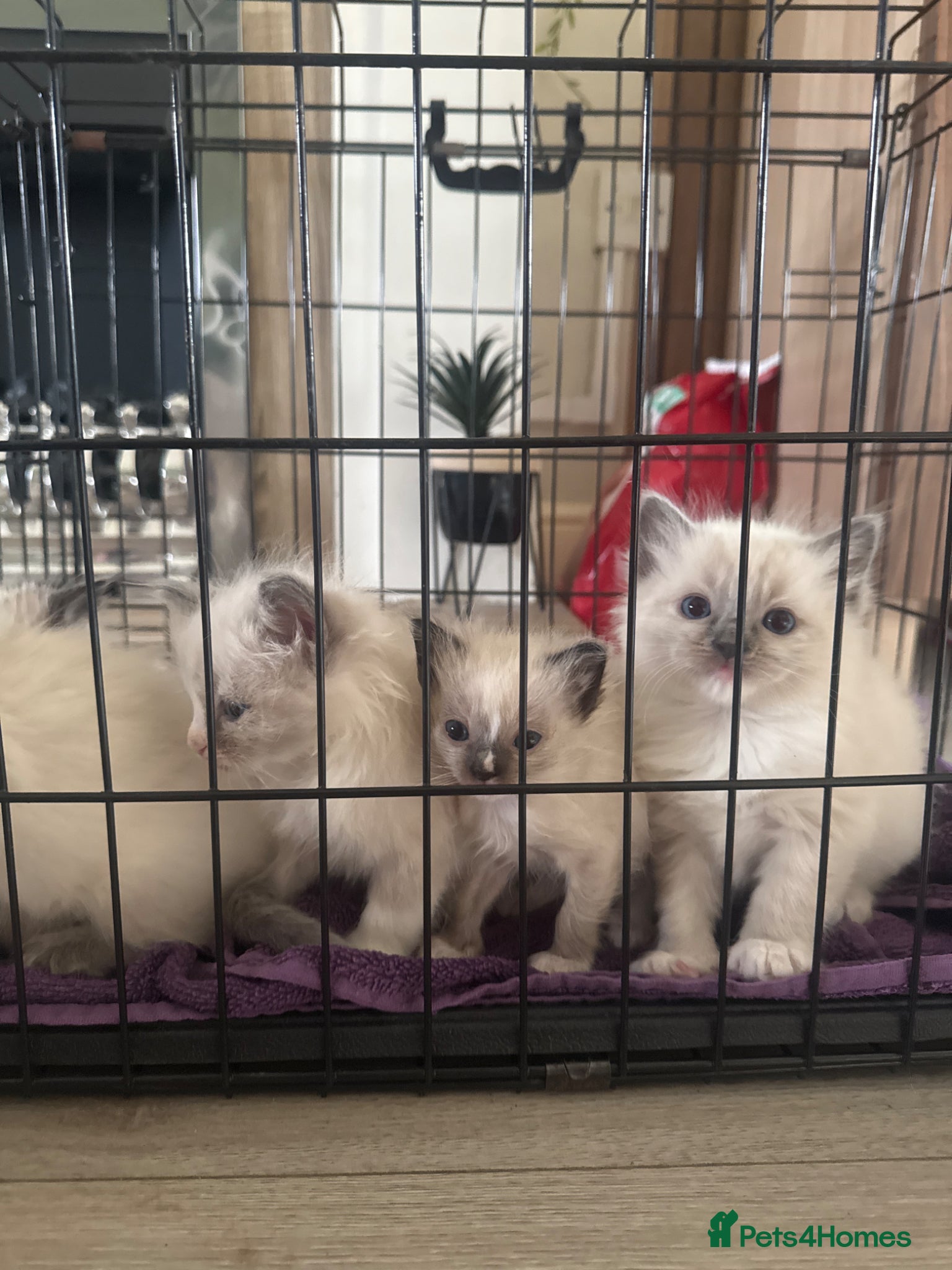 Ragdoll cats Beautiful ragdoll kittens  - Advert 1