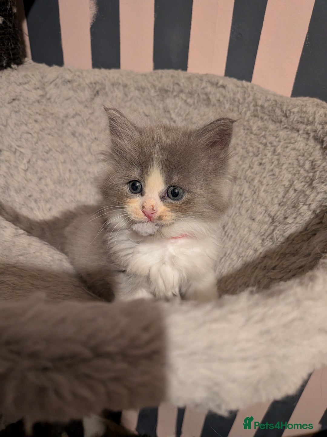 Maine Coon cats for sale: Mainecoon  x ragdolls - Advert 15