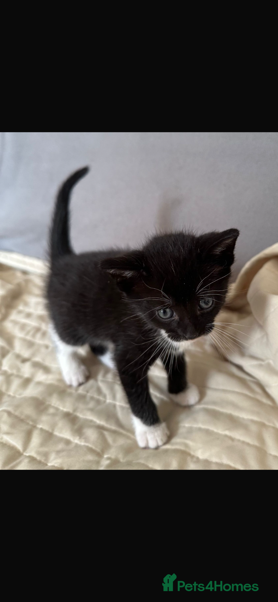 Mixed Breed cats Mice breed Persian/domestic shorthair  - Advert 1