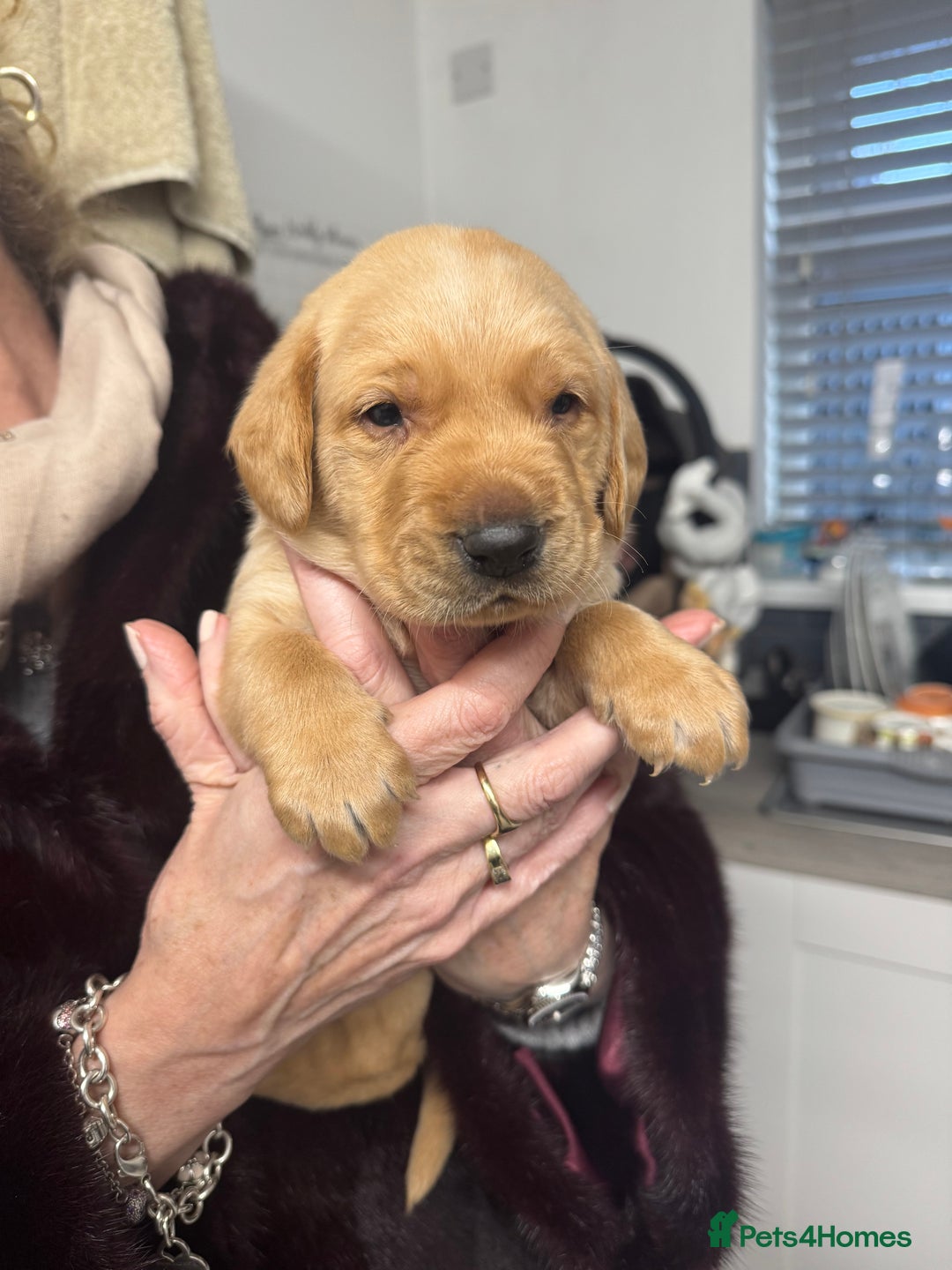 Labrador Retriever dogs for sale: Beautiful Labrador Puppies  - Advert 1