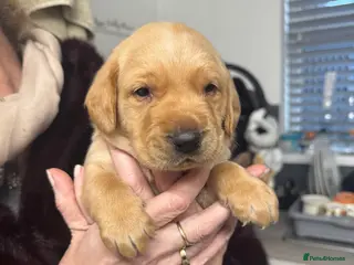 Labrador Retriever dogs Beautiful Labrador Puppies - 1 boy ready now! - Advert 2