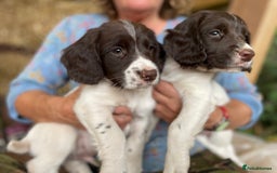 English Springer Spaniel dogs for sale: English springer spaniel puppies - Image 3