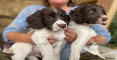 English Springer Spaniel dogs - Advert 10