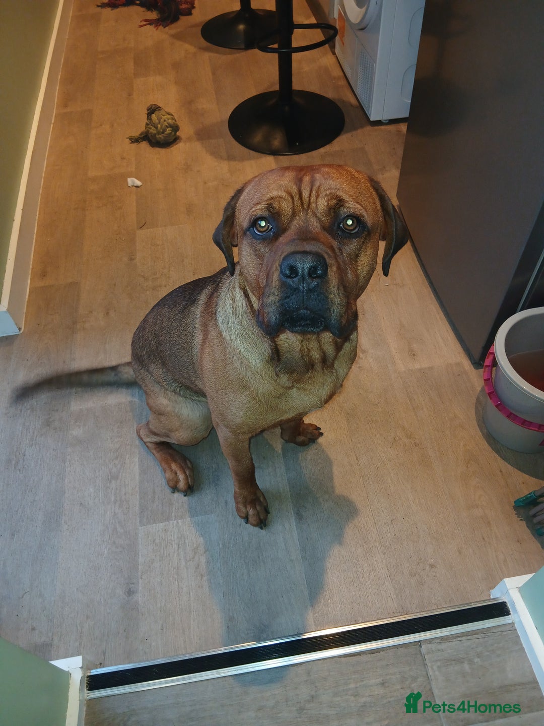 Mixed Breed dogs for sale: Mastiff X rottweiler  - Image 1