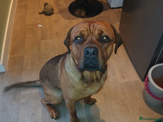 Mixed Breed dogs - Advert 1