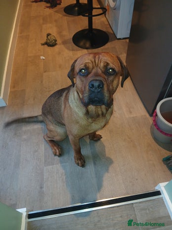 Mixed Breed dogs - Advert 1